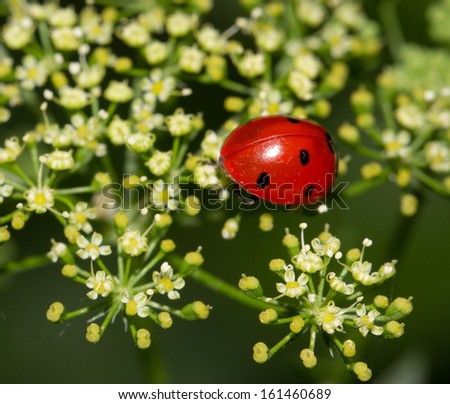 ladybird beetle in nature