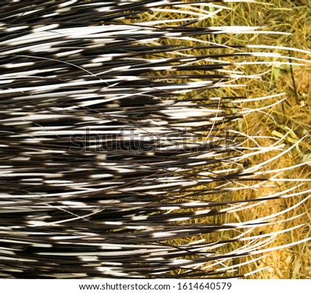 Closeup of porcupine needle spikes black white. Wildlife at the zoo