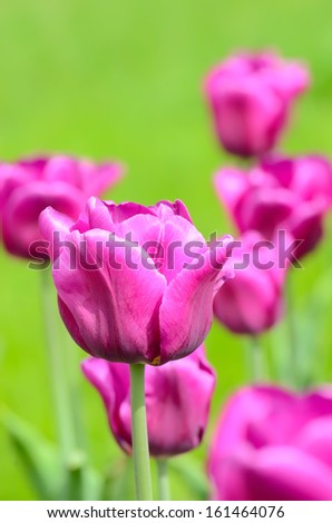 Purple tulips, close up view