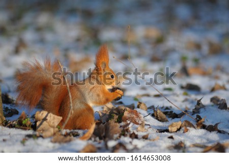 red fluffy squirrel in winter park