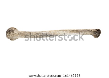 old bone isolated on white background Royalty-Free Stock Photo #161467196