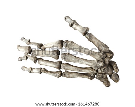 bone human hand isolated on white background Royalty-Free Stock Photo #161467280