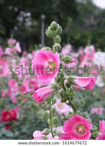 Close-up picture of pink flowers in full bloom, blurred background