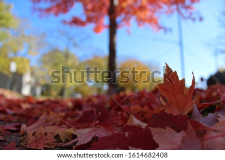 Red and orange autumn leaves