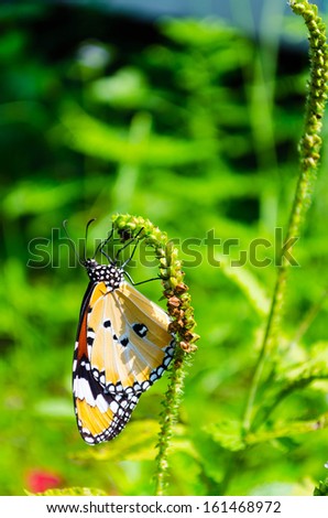 Butterfly on a violet flower