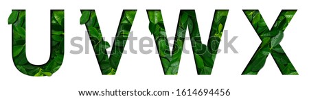 Font leafs U,V,W,X made of Real alive leafs with Precious paper cut shape. Leafs fonts collection set.