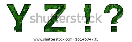 Font leafs Y,Z,!,? made of Real alive leafs with Precious paper cut shape. Leafs fonts collection set.