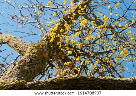 European yellow mistletoe (Loranthus europaeus)