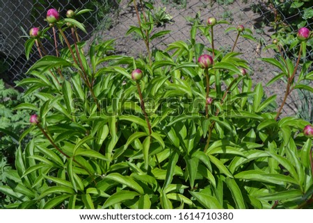 Home garden. Gardening. Green leaves, bushes. Flower Peony. Paeonia, herbaceous perennials and deciduous shrubs. Young buds