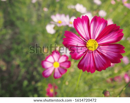 Colorful cosmos blooming in winter