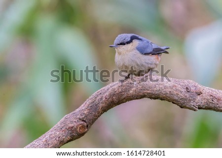 Chestnut-vented Nuthatch mainland china nature bird Royalty-Free Stock Photo #1614728401