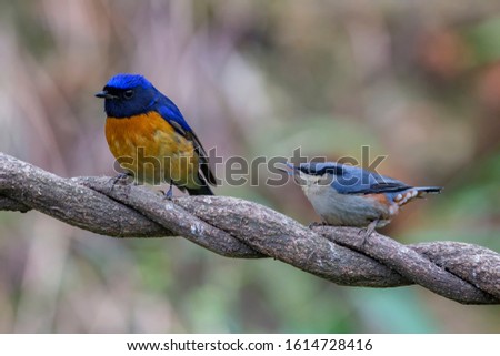 Chestnut-vented Nuthatch& Rufous-bellied Niltavamainland china nature bird Royalty-Free Stock Photo #1614728416