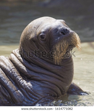 Young walrus lies in the sand