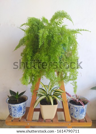 Asparagus Fern Indoor in Indonesia Royalty-Free Stock Photo #1614790711