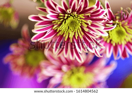 Chrysanthemum striped lilac flower macro. Floral bright background. Spring delicate floral background.Detail of  striped Chrysanthemum Flower Head Closeup Background
