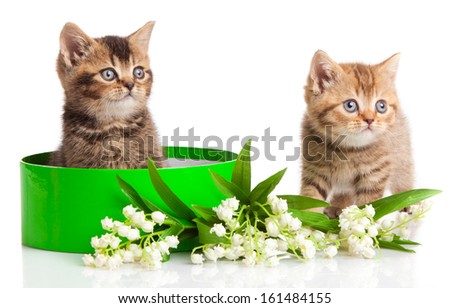 kitten in green gift box isolated on white.