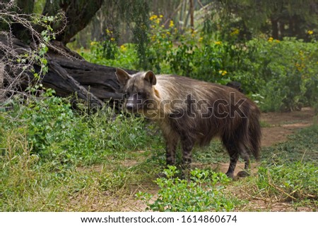 Brown Hyena, parahyaena brunnea, Adult  