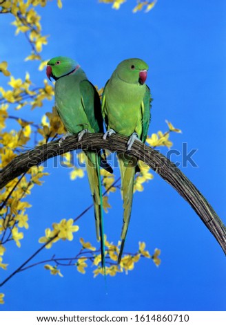 Rose-Ringed Parakeet, psittacula krameri, Pair standing on Branch, against Blue Sky  