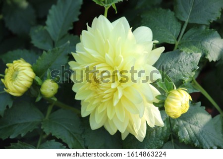 yellow color Dahlia flower petals blooming under daylight with blur nature background.