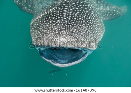 Whale Shark close up with big enormous open mouth jaws