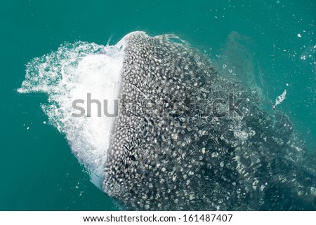 Whale Shark close up with big enormous open mouth jaws
