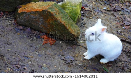 The little Lion Head white bunny being still, vigilant about the environment and having amazing blue eyes