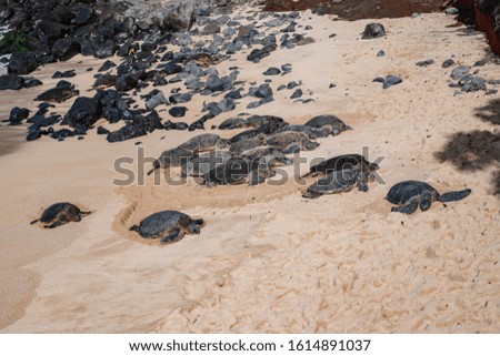 large number of green sea turtles lazing in the sun on the beach in hawaii