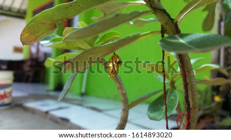 golden yellow cocoon photo on the leaf
