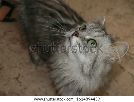 
The gray fluffy cat is looking up. Cat's eyes