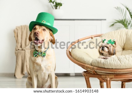 Cute dogs at home. St. Patrick's Day celebration