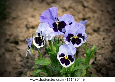 beautiful violet color pansy flowers growing in an ornamental garden
