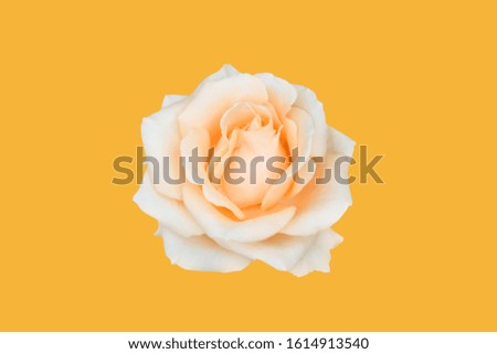 Beautiful orange rose flower big size with soft petals on orange background and clipping path.