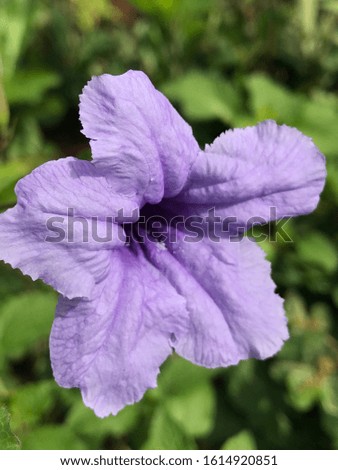 Purple Flower with blurry image