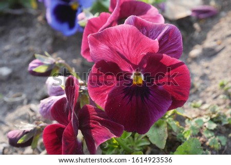 Background, texture, wallpaper. Blurred violet, orange, red Viola wittrockiana. Blurred backdrop. Spring flowers.