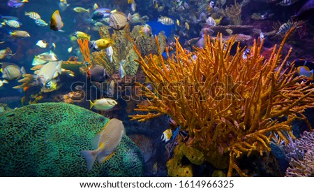 Magical views of the underwater world with exotic fish.