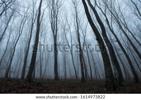 Misty spooky dark forest. The creepy Hoia Baciu wood, Romania is considered the world's most haunted woodlands