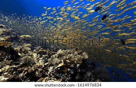 Underwater photo of school of fish - yellow snappers - at the coral reef of Koh Haa in Thailand.