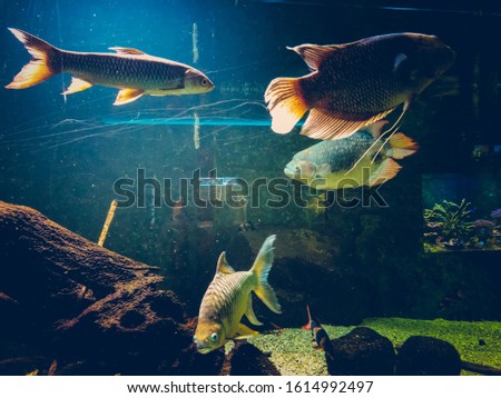 surreal aquarium with exotic fish