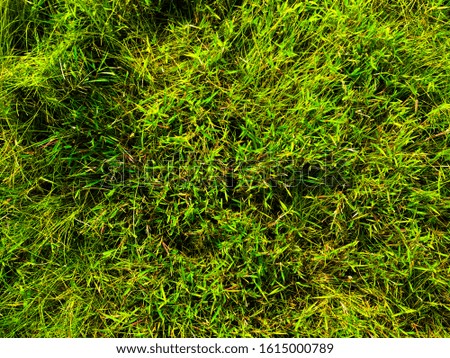 Green grass texture wall space background. fresh foliage in the outdoor