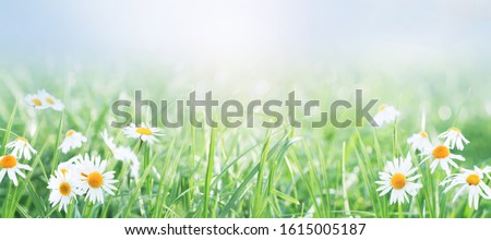 Spring gentle nature background .Daisies on the field on a sunny day.