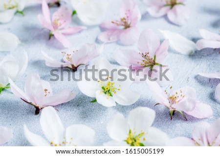 Beautiful apple blossoms on a blue background close up