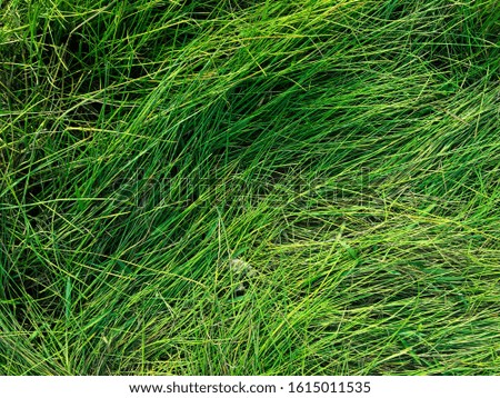 Green lawn texture background. top view. wallpaper for design 