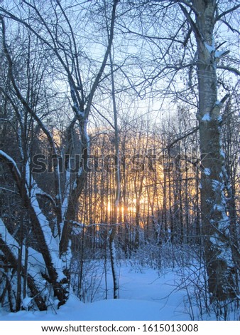 Winter forest. Rays of the setting sun through the trees. Sunset. Snowy landscape.