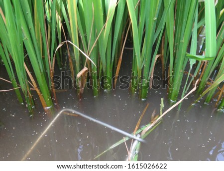 Brown Planthopper (Nilaparvata lugens) attack paddy rice in Viet Nam.                         Royalty-Free Stock Photo #1615026622