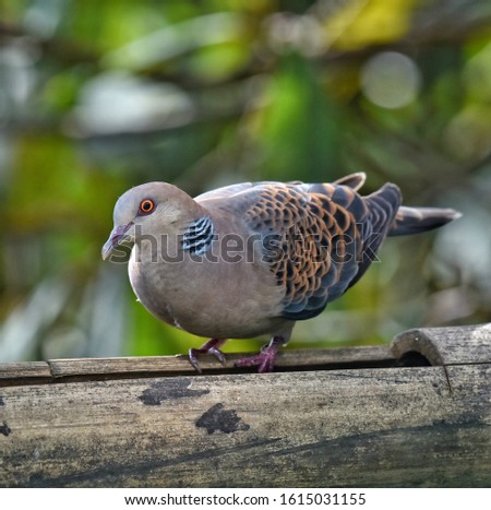 Oriental Turtle Dove (Streptopelia orientalis) photographed in Sikkim, India. 
