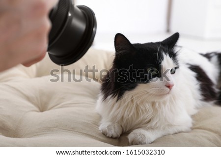 Professional animal photographer taking picture of beautiful cat indoors, closeup