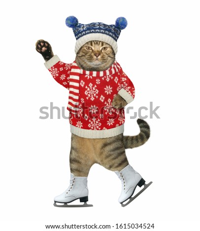 The beige cat dressed in a knitting hat, a scarf and a red sweater is skating. White background. Isolated.