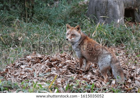 A Japanese red fox in a zoo, Yokohama, Japan.