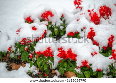 The first snow, snow-covered flowers, the end of warm autumn, frosts come