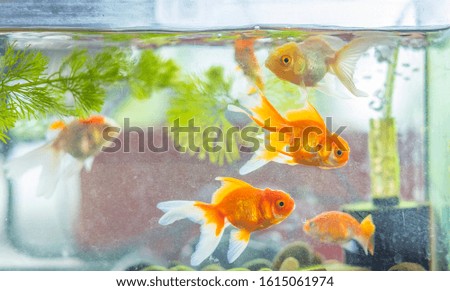Gold fish or goldfish floating swimming underwater in turbid water with green plant. Soft focus. Copy Space.
